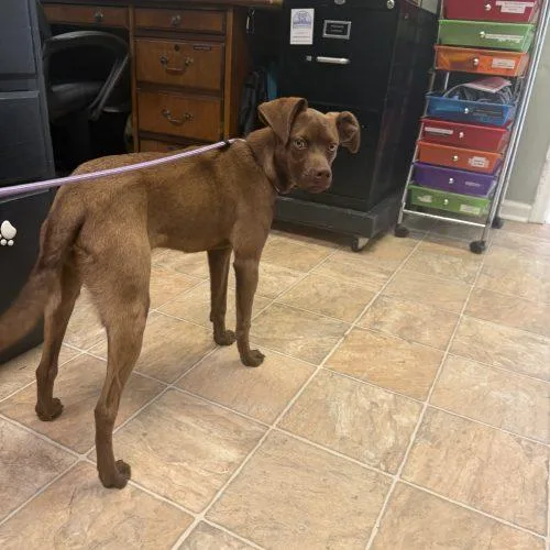 A baby small-sized male Mixed Breed dog named Jeffy D for adoption in Frankfort, KY