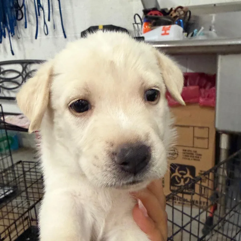 A baby small-sized female White / Cream Labrador Retriever dog named Latte for adoption in Edinburg, TX