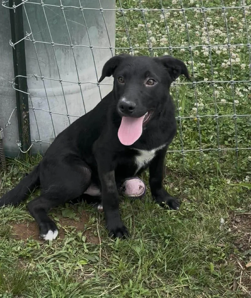 A young medium-sized male Black Mixed Breed dog named Harley for adoption in Hopkinton, MA