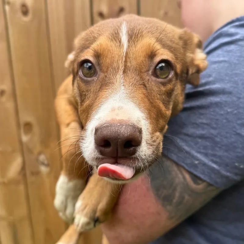 A baby medium-sized female Brown / Chocolate Mixed Breed dog named Strawberry Letter for adoption in Fredericksburg, VA