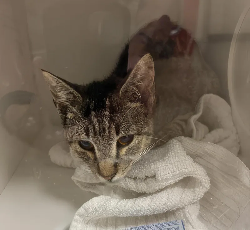 A young small-sized female Tabby (Gray / Blue / Silver) Domestic Short Hair cat named Yam for adoption in Nashville, TN