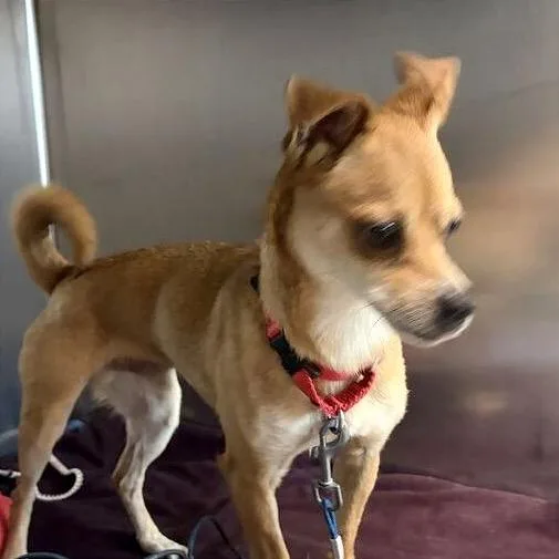 An adult small-sized male Mixed Breed dog named Stimpy for adoption in Asheville, NC