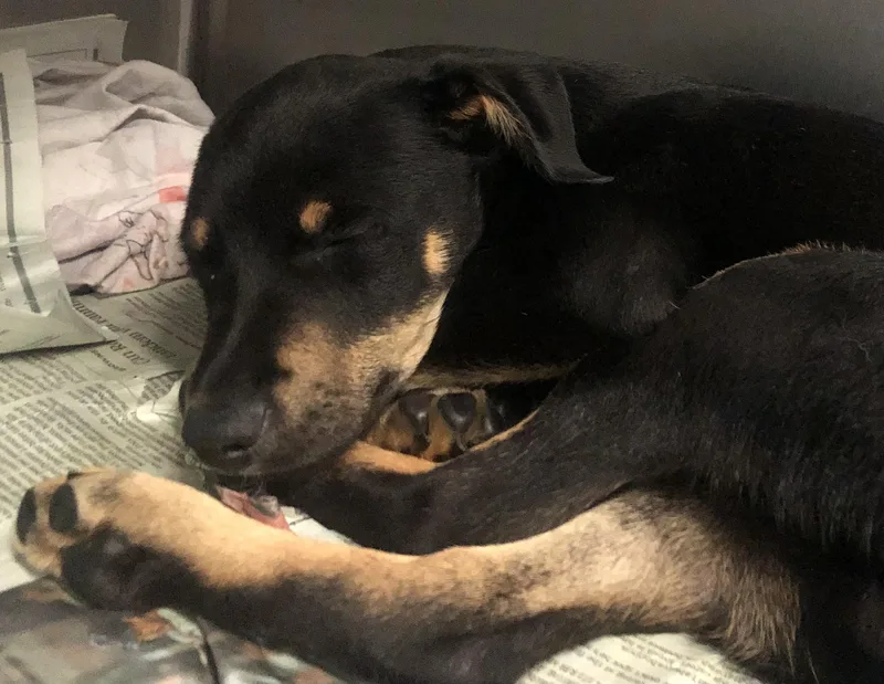 A baby medium-sized male Black Mixed Breed dog named Hux for adoption in Parma, OH
