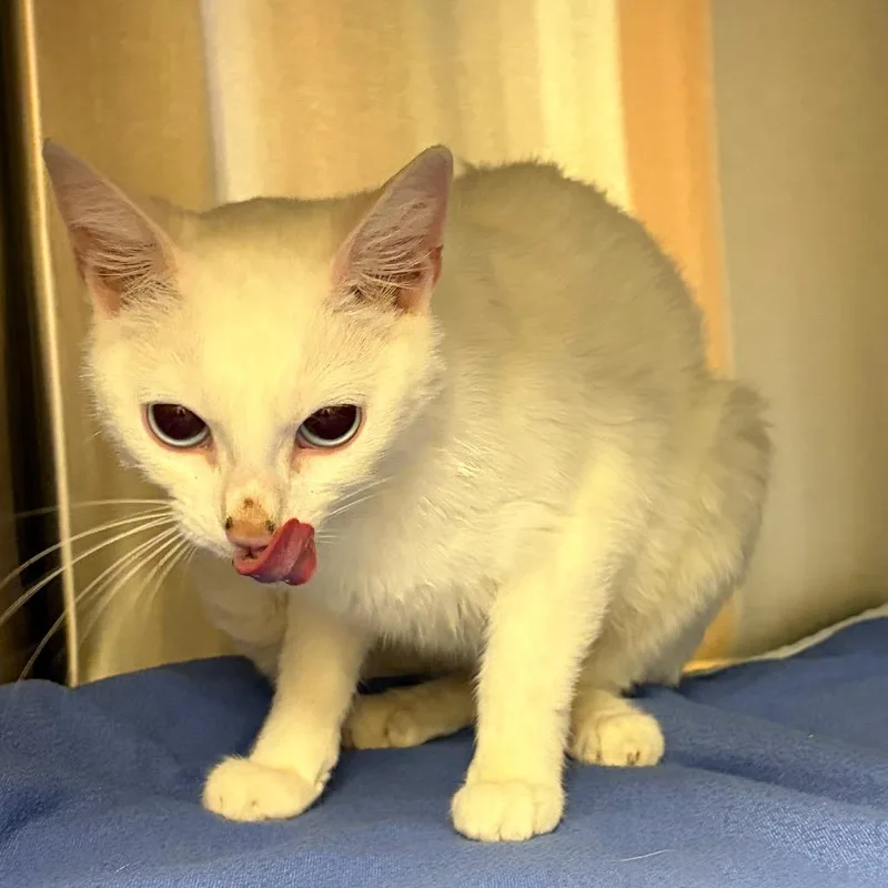 A young medium-sized female White Domestic Short Hair cat named Stray  A for adoption in Keizer, OR