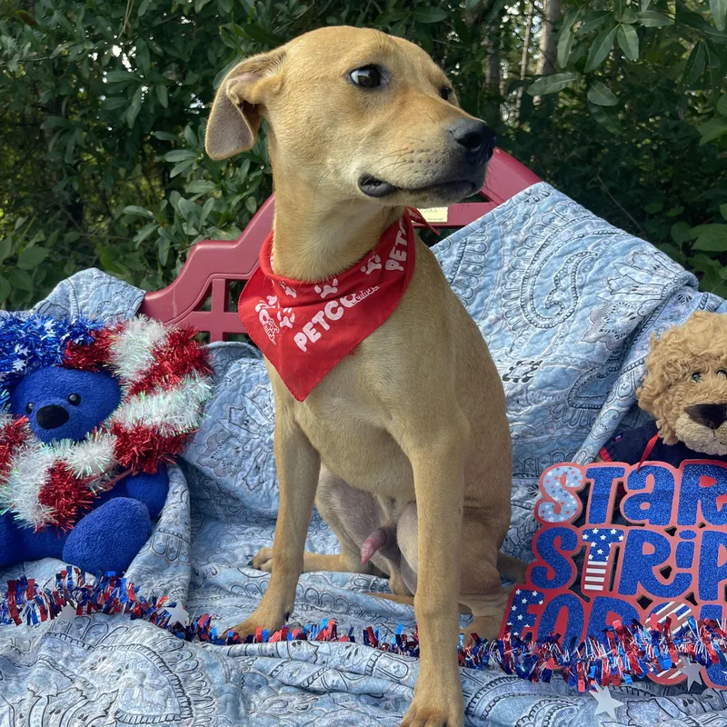 A baby medium-sized male Black Mouth Cur dog named Flash for adoption in Sebring, FL