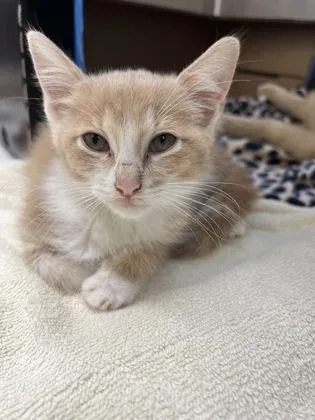 Creamsicle