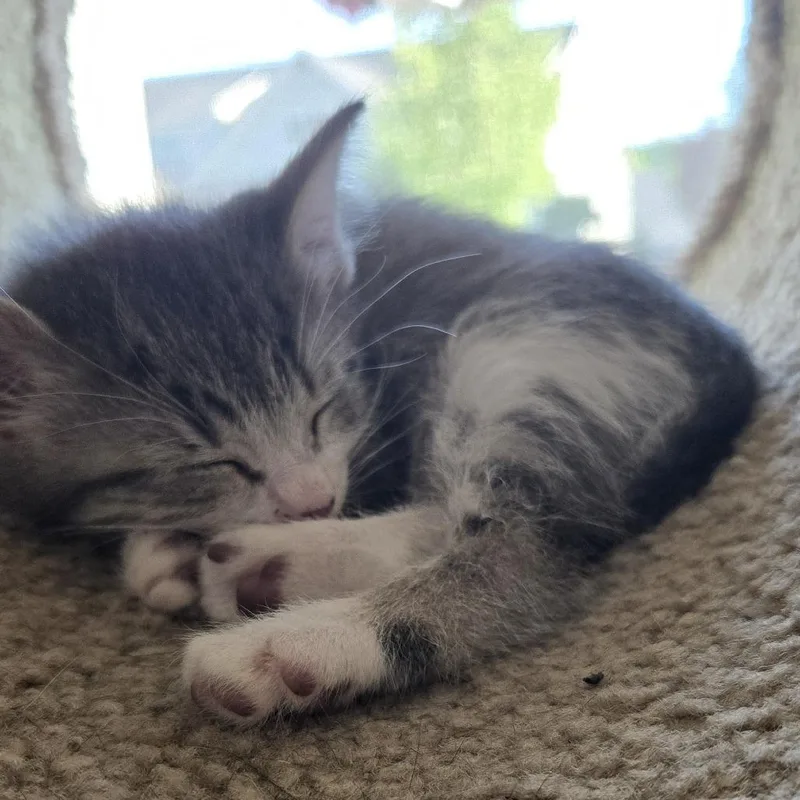 A baby small-sized female Gray / Blue / Silver Domestic Short Hair cat named Spree for adoption in Grand Rapids, MI