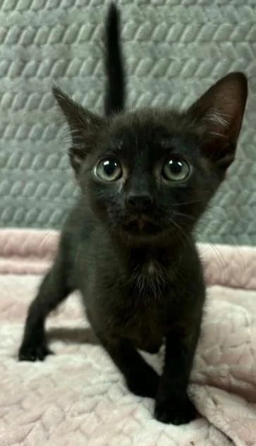 A baby small-sized female Domestic Short Hair cat named Margaret for adoption in Lampasas, TX