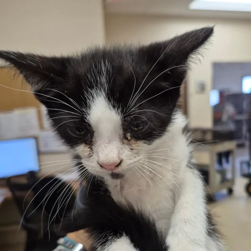 A baby small-sized male Gray / Blue / Silver Domestic Short Hair cat named Poppa for adoption in Lake Panasoffkee, FL