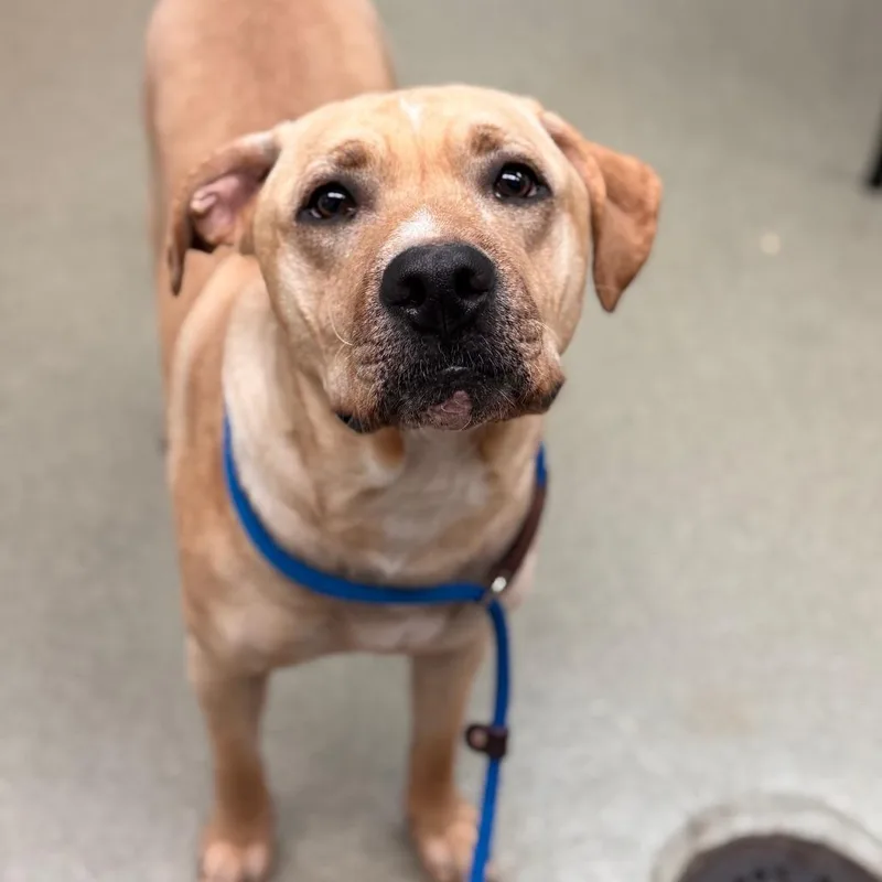 An adult large-sized male Yellow / Tan / Blond / Fawn Labrador Retriever dog named Bentley for adoption in Birdsboro, PA