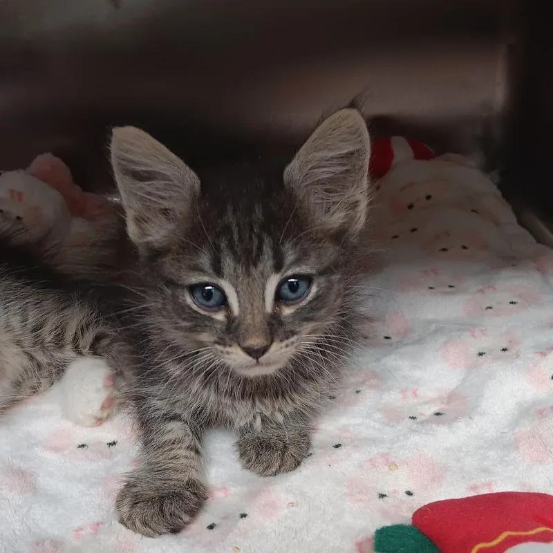 A baby small-sized male Black Domestic Short Hair cat named Smores for adoption in Jupiter, FL