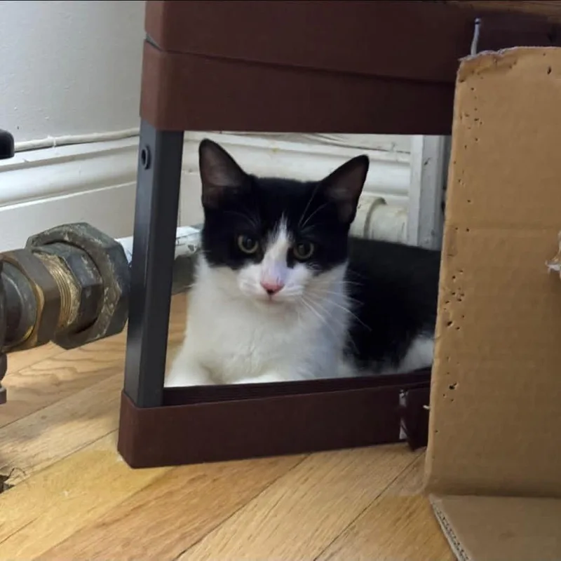 A baby small-sized male White Domestic Short Hair cat named Penguin for adoption in Long Island City, NY