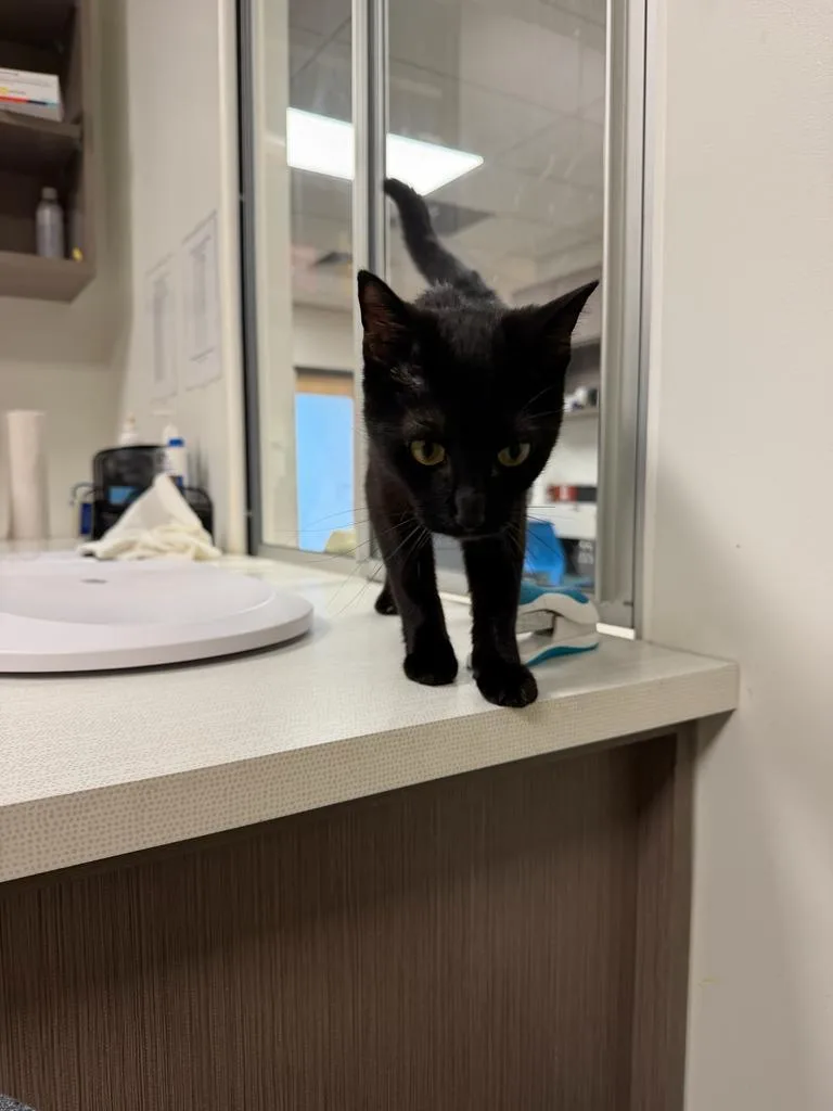 A baby large-sized female Domestic Short Hair cat named Tinker for adoption in Greenfield, IN