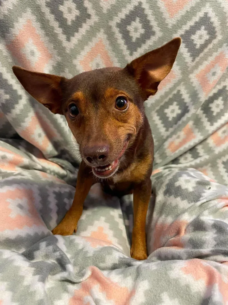 An adult small-sized female Chihuahua dog named Dory for adoption in Newport, NH