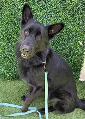 A young large-sized male German Shepherd Dog dog named Zeus for adoption in Naples, FL