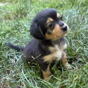 A baby small-sized male Black Chihuahua dog named Ted for adoption in Midlothian, VA