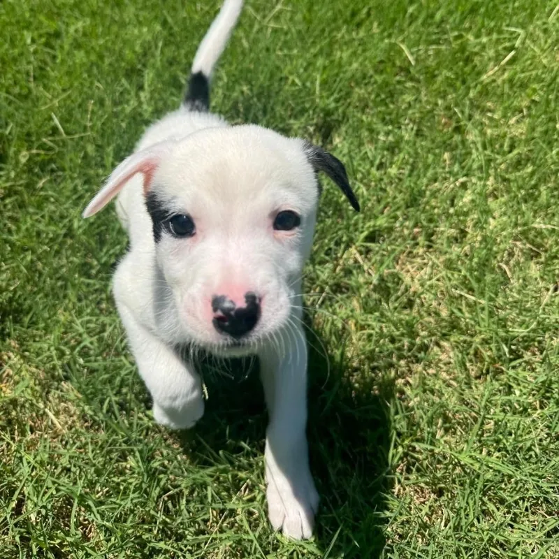 A baby small-sized male Jack Russell Terrier dog named Norman for adoption in Edmond, OK