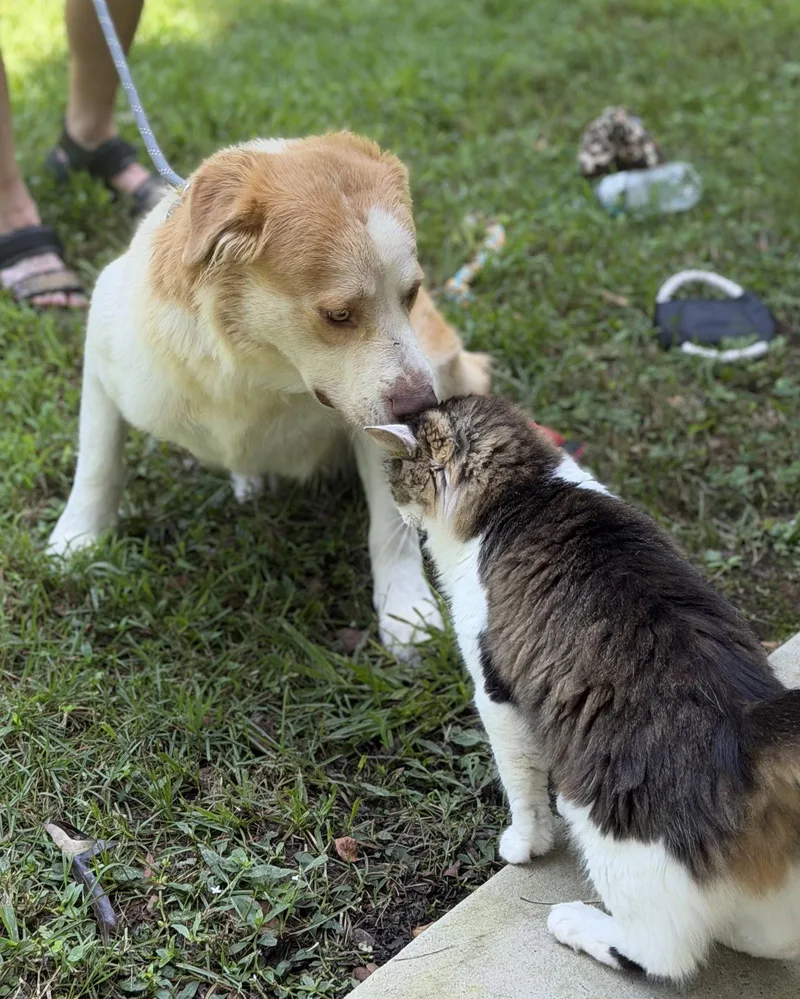 A young large-sized female Australian Shepherd dog named Bj for adoption in Locust Fork, AL