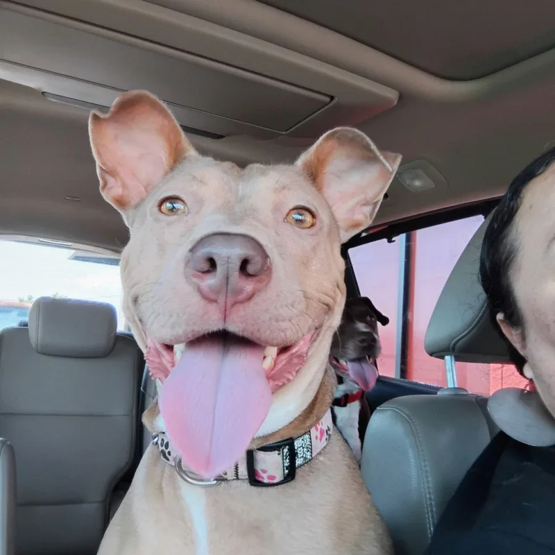 A young medium-sized female White / Cream American Staffordshire Terrier dog named Wera for adoption in Houston, TX