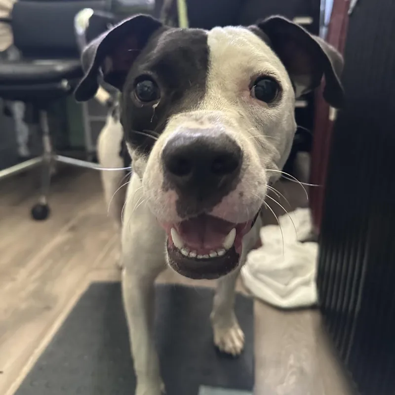 An adult medium-sized male Pit Bull Terrier dog named Chef for adoption in Tampa, FL