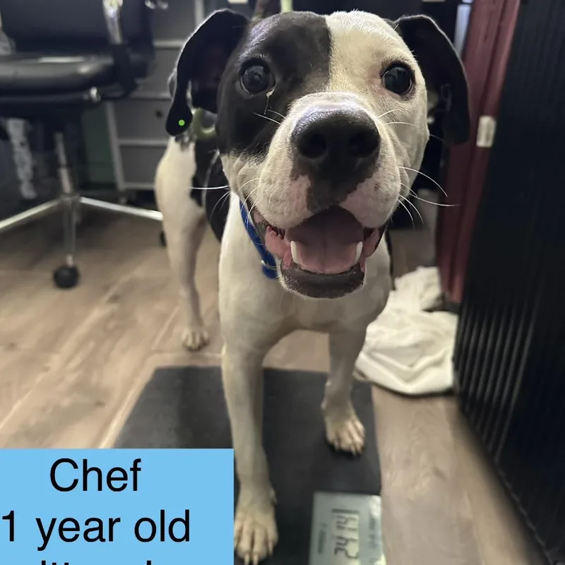 Chef thumbnail 5
