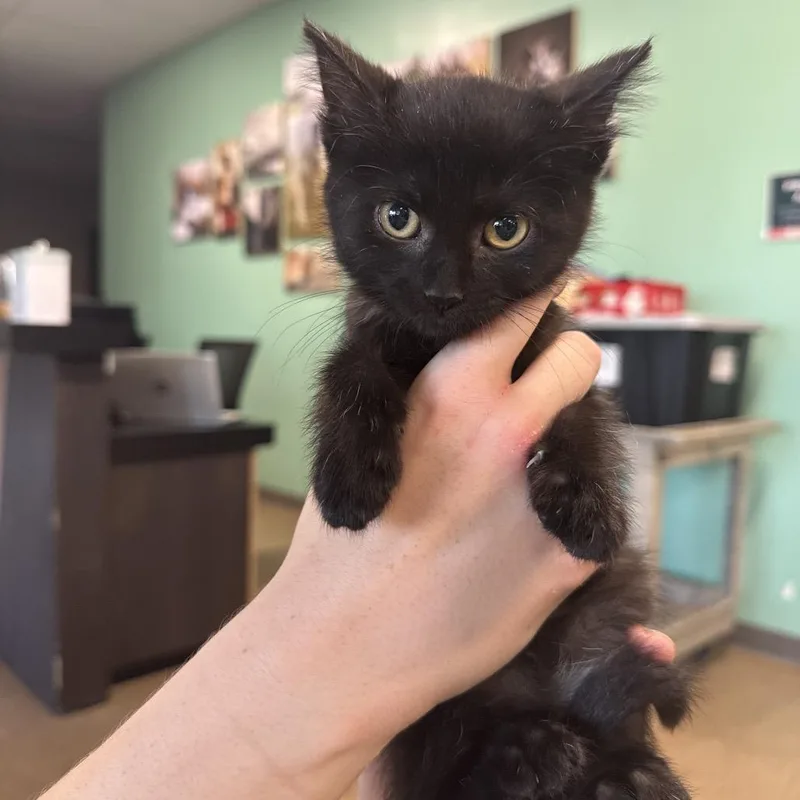 A baby small-sized female Black Domestic Short Hair cat named Rush for adoption in Chaska, MN