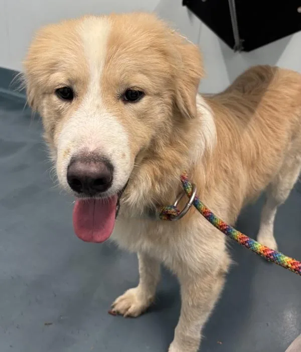 A senior large-sized male Mixed Breed dog named Hank for adoption in Ridgewood, NY