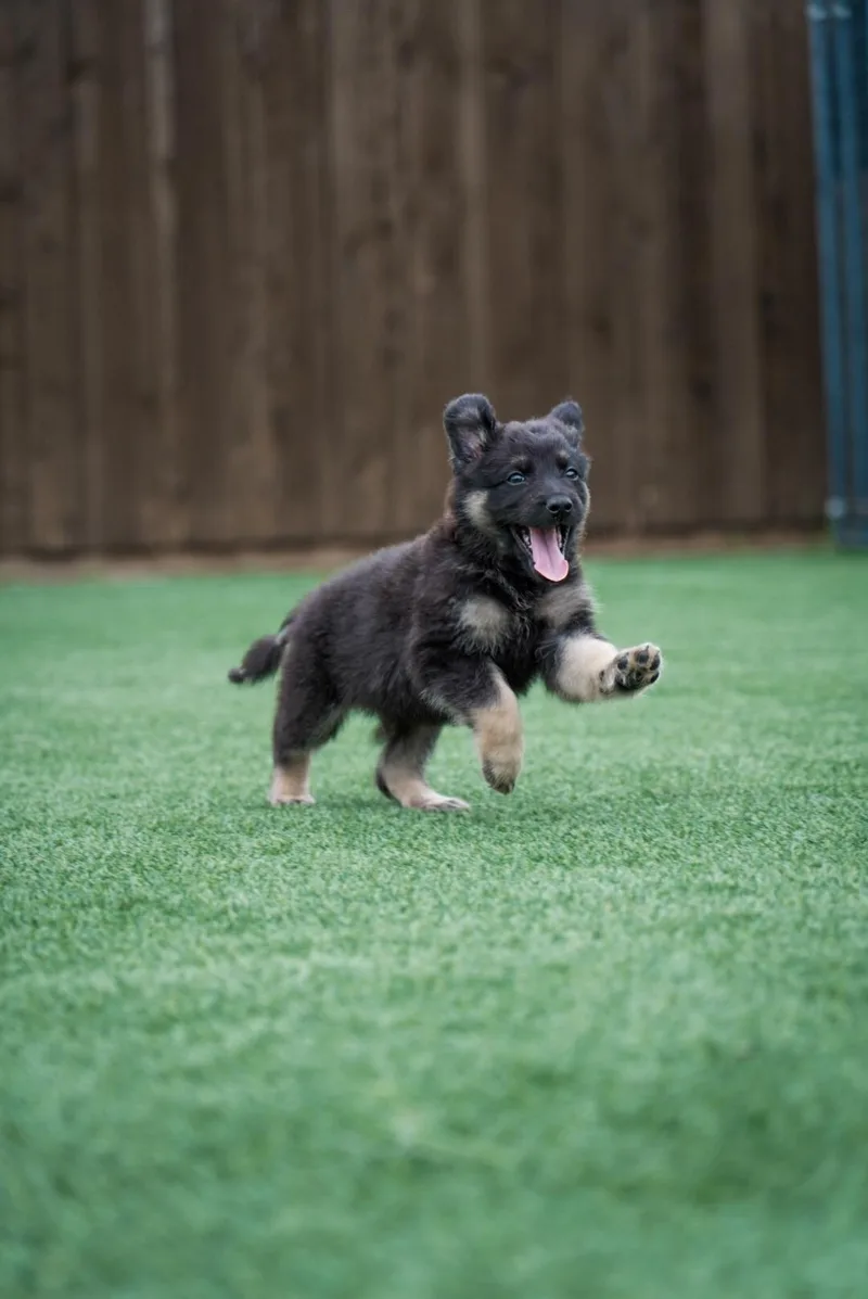 A baby large-sized male Bicolor German Shepherd Dog dog named Sunny for adoption in Los Angeles, CA