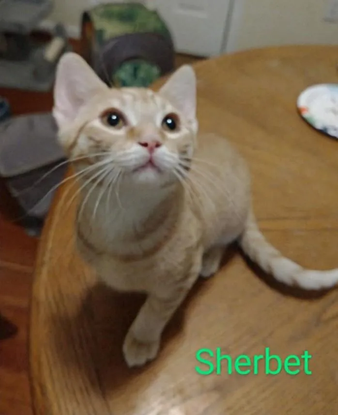A baby medium-sized male Tabby (Orange / Red) Tabby cat named Sherbet for adoption in Waynesboro, VA