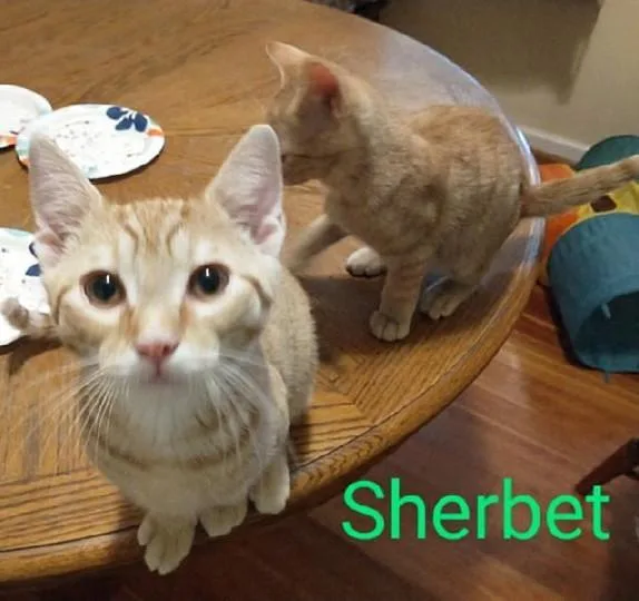Sherbet thumbnail 2