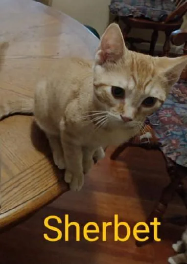 Sherbet thumbnail 5