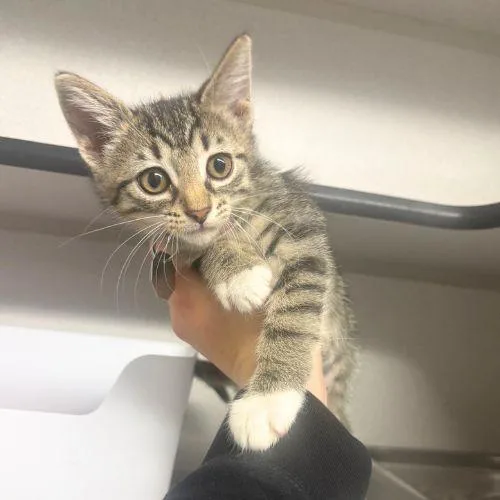 A baby small-sized female Domestic Short Hair cat named Katie for adoption in Aurora, CO