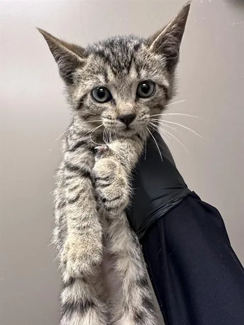 A baby small-sized female Domestic Short Hair cat named Zoe for adoption in Ontario, CA