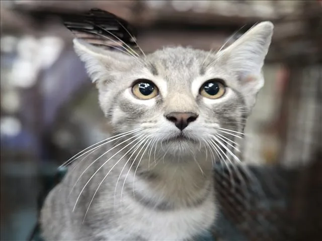 A baby small-sized male Domestic Short Hair cat named Lechon for adoption in Los Angeles, CA