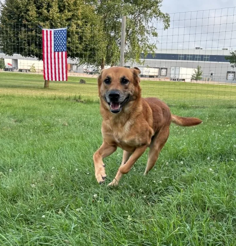 A young large-sized male Red / Chestnut / Orange German Shepherd Dog dog named Biggy for adoption in Dixon, IL