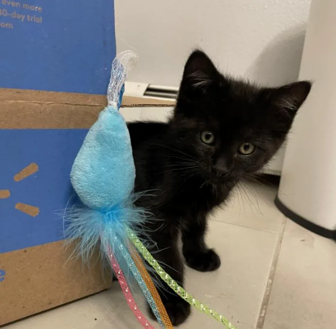 A young medium-sized male Black Domestic Short Hair cat named Archie for adoption in Fort Collins, CO
