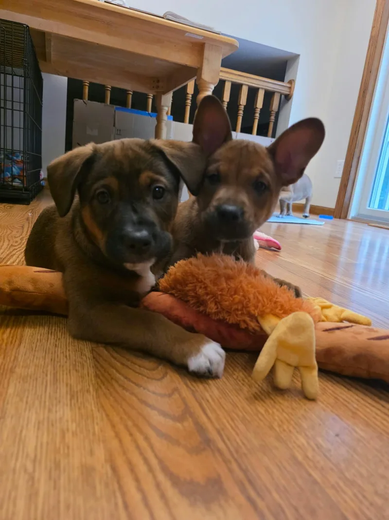 A baby medium-sized male Boxer dog named Jean Luc for adoption in Minneapolis, MN