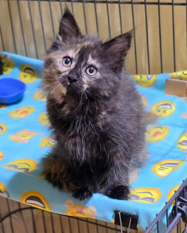A baby small-sized female Domestic Medium Hair cat named Cocoa Nib for adoption in Novato, CA