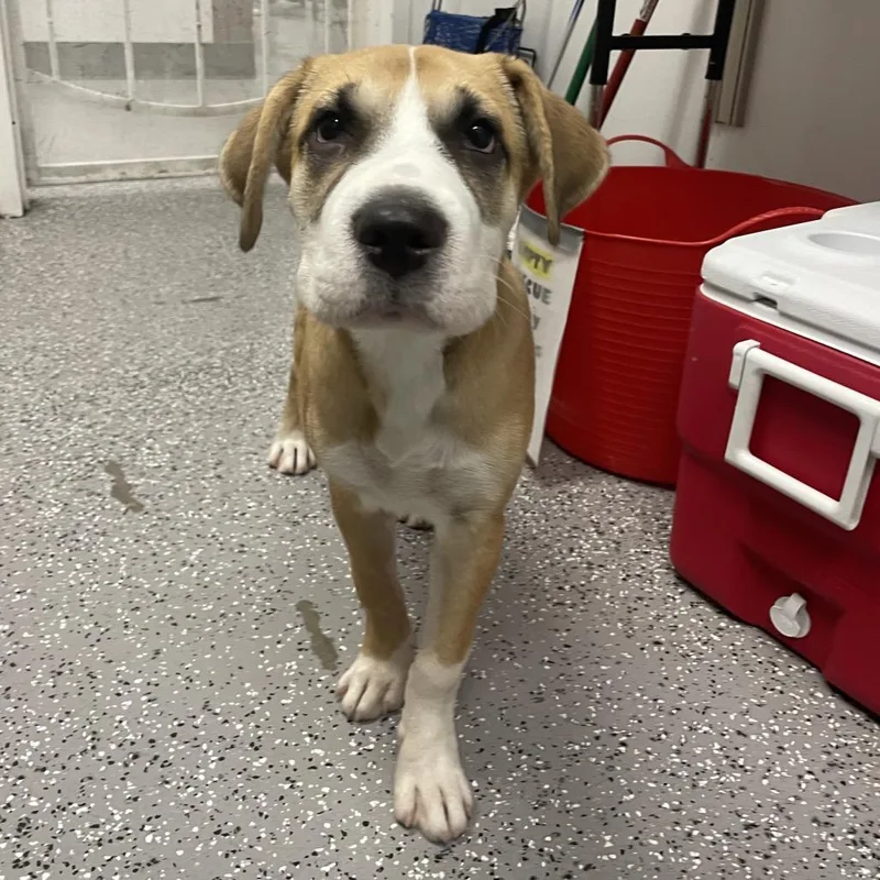 A baby medium-sized female Brown / Chocolate Saint Bernard dog named HACCStray for adoption in Henderson, NV