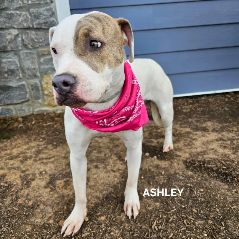 Ashley