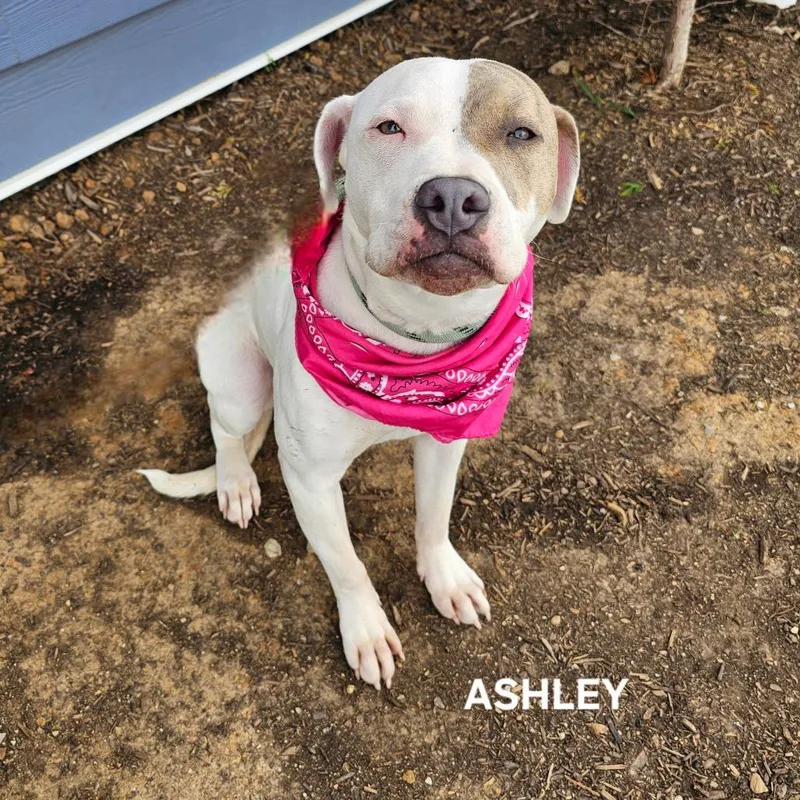Ashley thumbnail 3