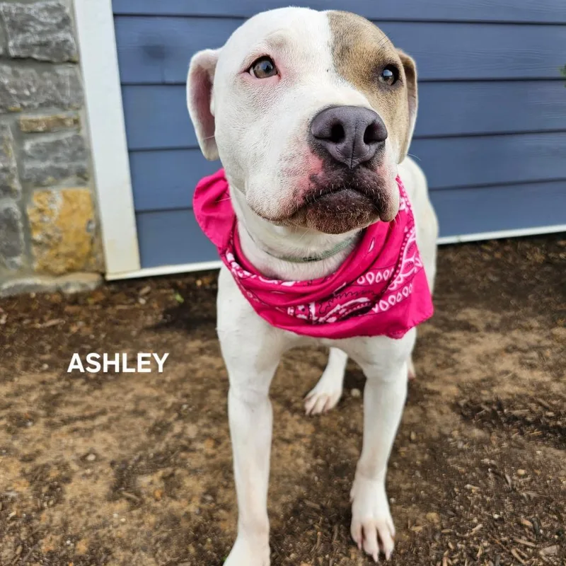 Ashley thumbnail 4