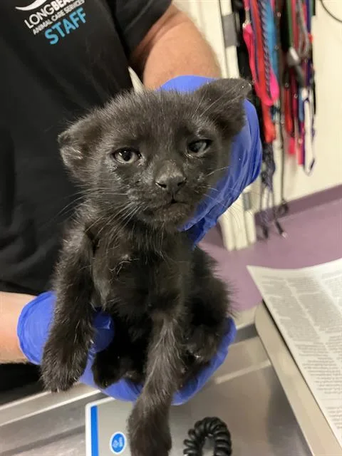 A baby small-sized female Domestic Short Hair cat named Bean for adoption in Long Beach, CA