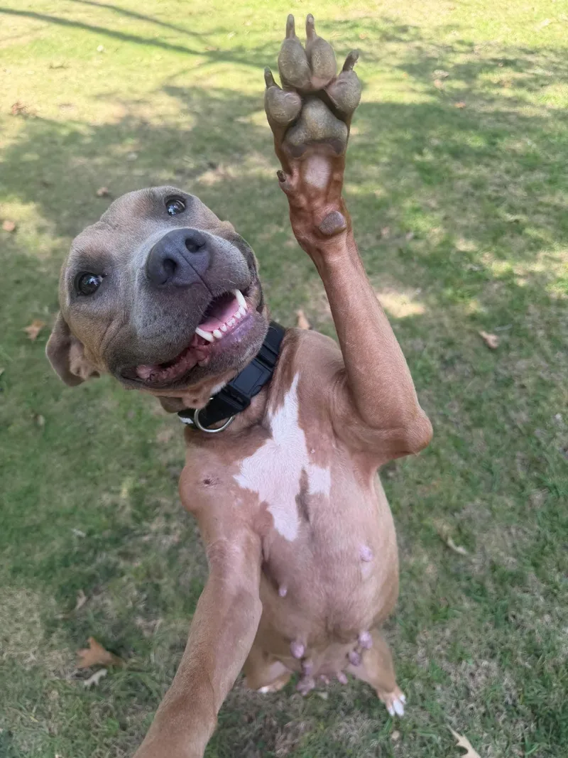 An adult medium-sized female Pit Bull Terrier dog named Dolly for adoption in Crystal Lake, IL