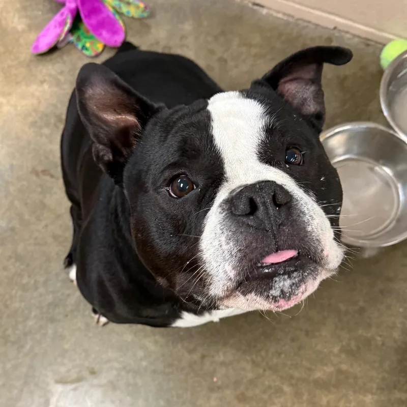An adult large-sized male White / Cream American Bulldog dog named Eeyore for adoption in Muncie, IN