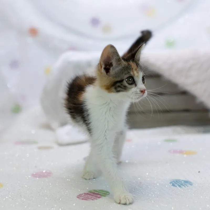 A baby small-sized female Calico Domestic Medium Hair cat named TuckerC for adoption in East Saint Louis, IL