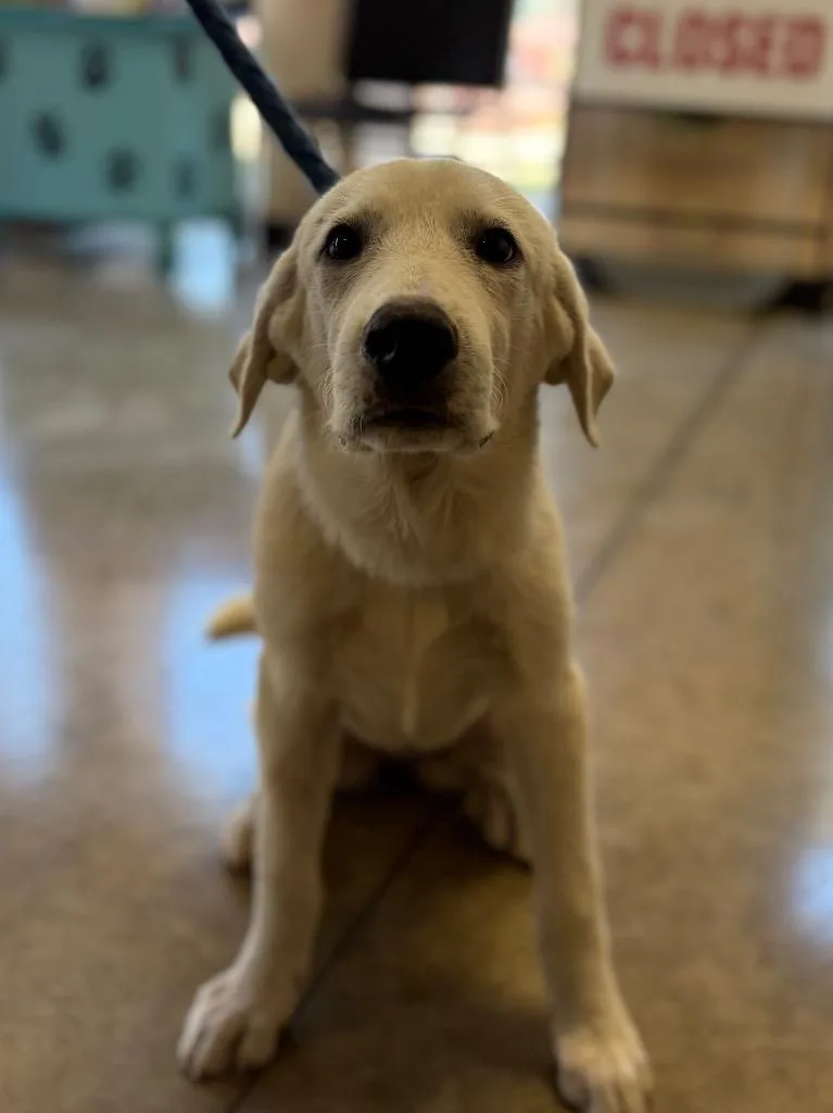 A baby medium-sized female Great Pyrenees dog named Honeydew for adoption in Lockhart, TX
