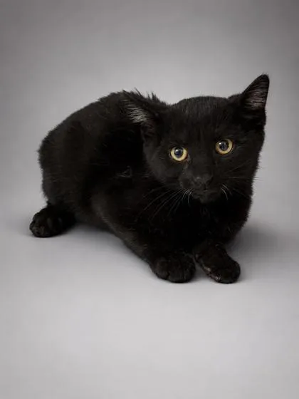 A young medium-sized male Domestic Short Hair cat named Miso for adoption in Bowling Green, KY