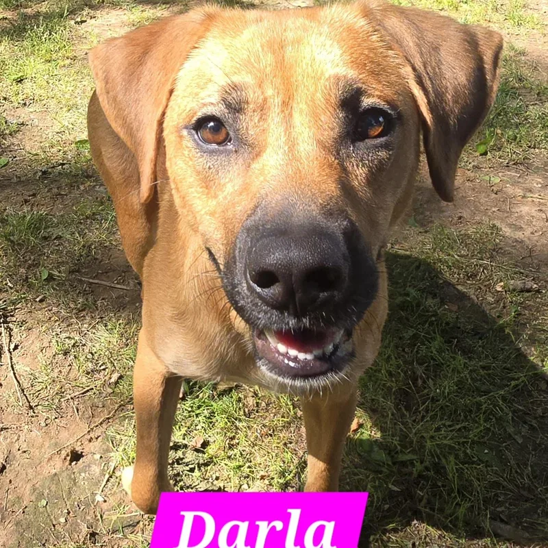 A young medium-sized female Yellow / Tan / Blond / Fawn Dachshund dog named Darla for adoption in Athens, AL