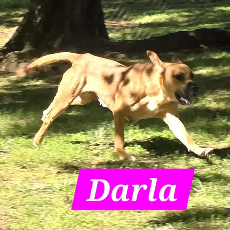 Darla thumbnail 3